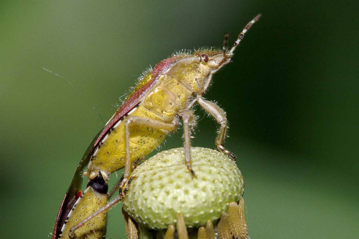 2018-05-07 - NSG Blumenkamp Bochum