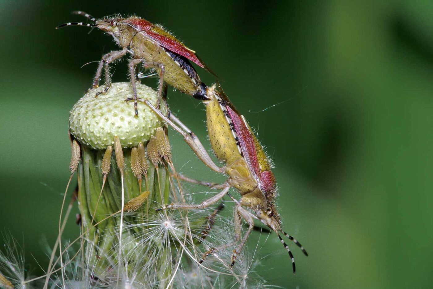 2018-05-07 - NSG Blumenkamp Bochum
