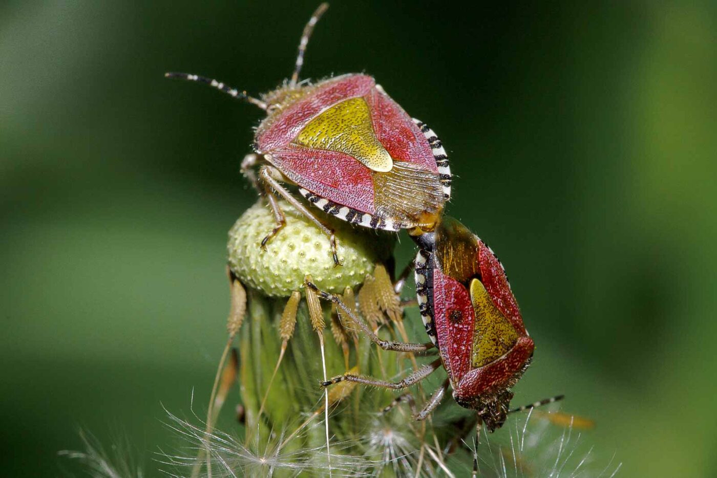 2018-05-07 - NSG Blumenkamp Bochum