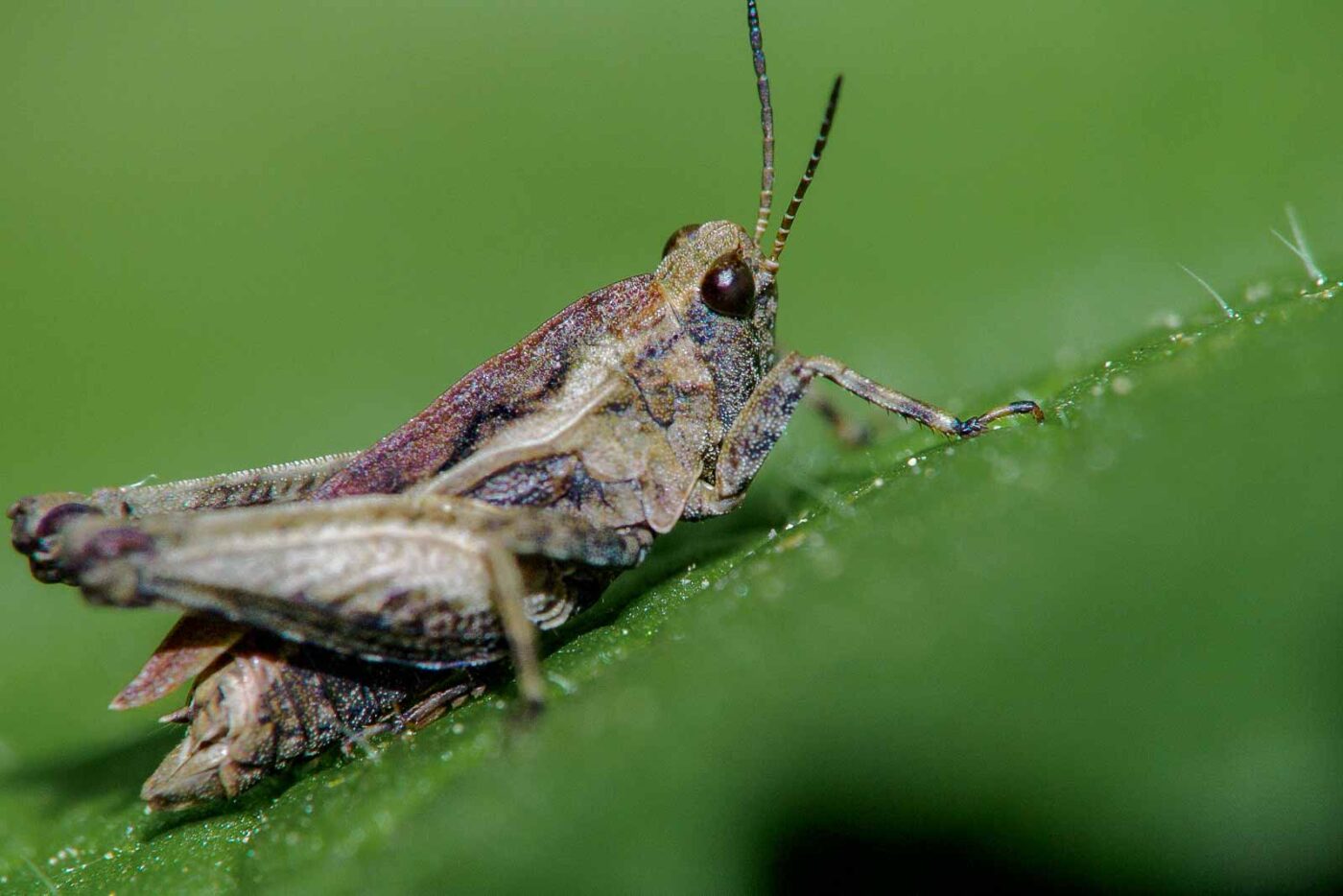 2018-05-07 - NSG Blumenkamp Bochum