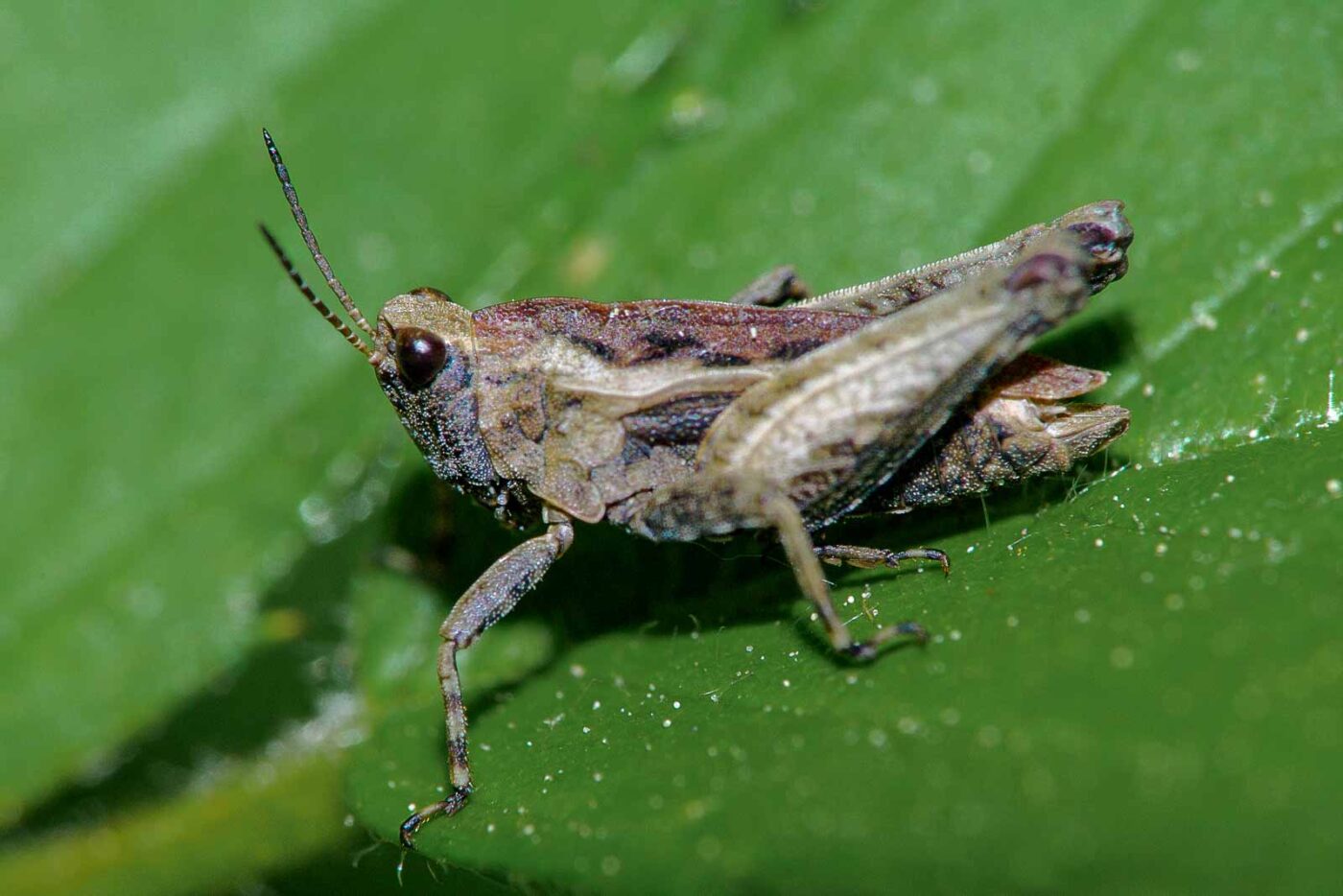 2018-05-07 - NSG Blumenkamp Bochum