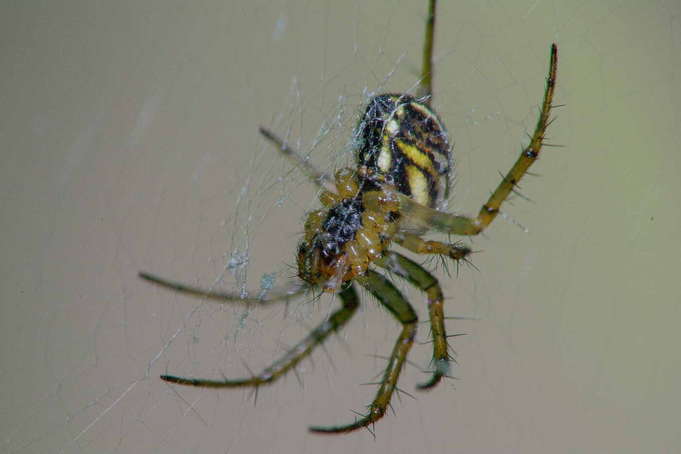 2018-05-07 - NSG Blumenkamp Bochum