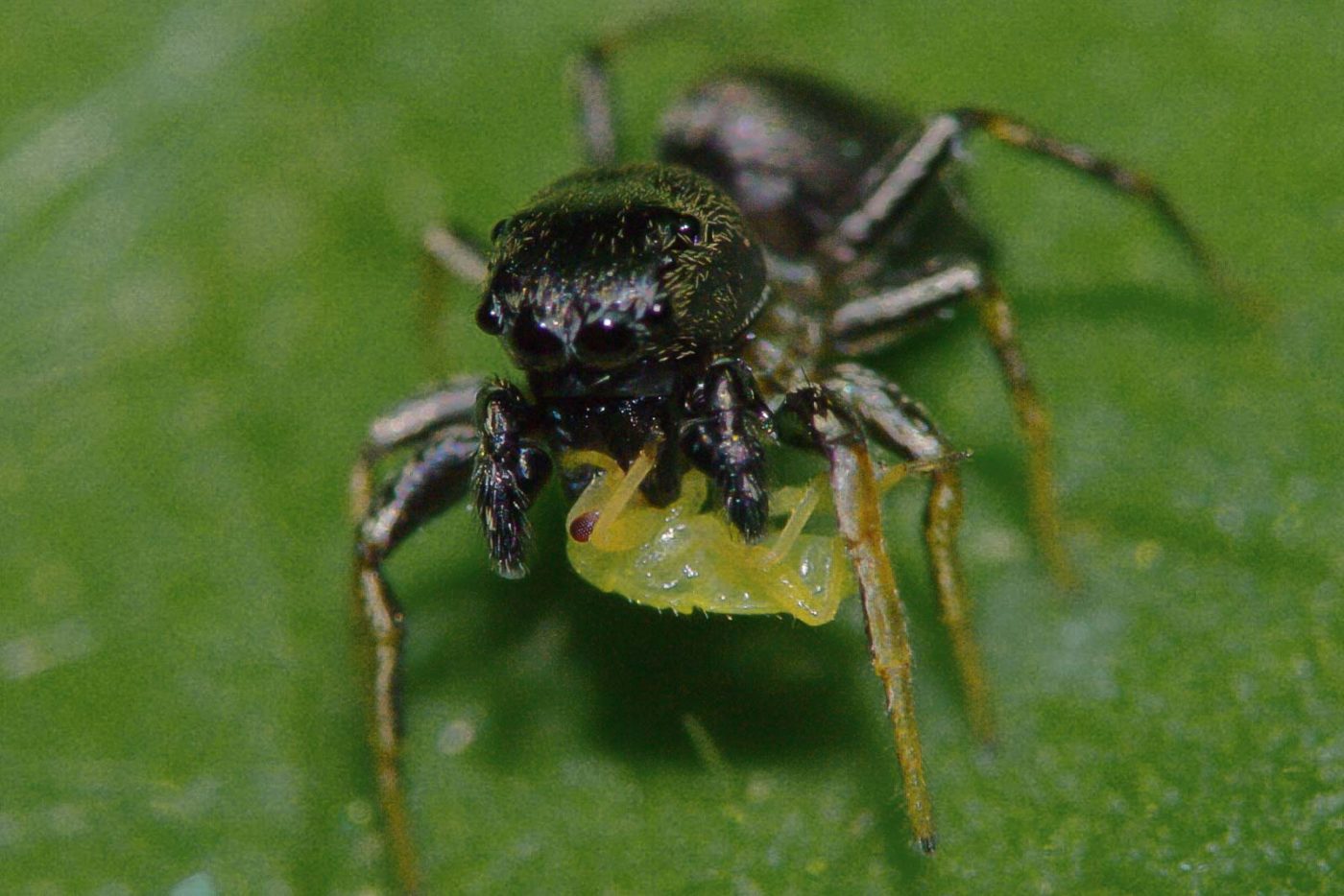 2018-05-07 - NSG Blumenkamp Bochum