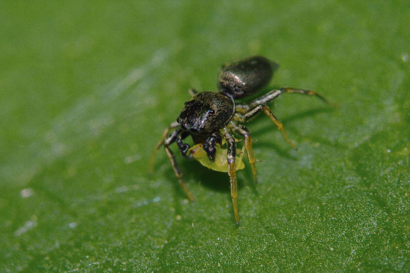 2018-05-07 - NSG Blumenkamp Bochum