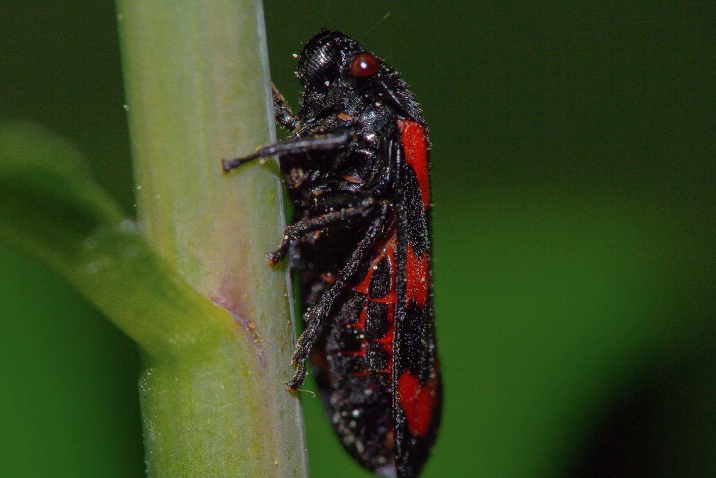 2018-05-07 - NSG Blumenkamp Bochum