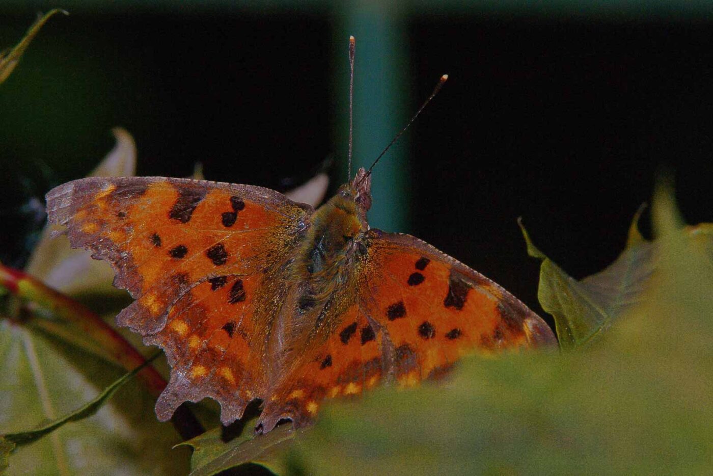2018-05-07 - NSG Blumenkamp Bochum