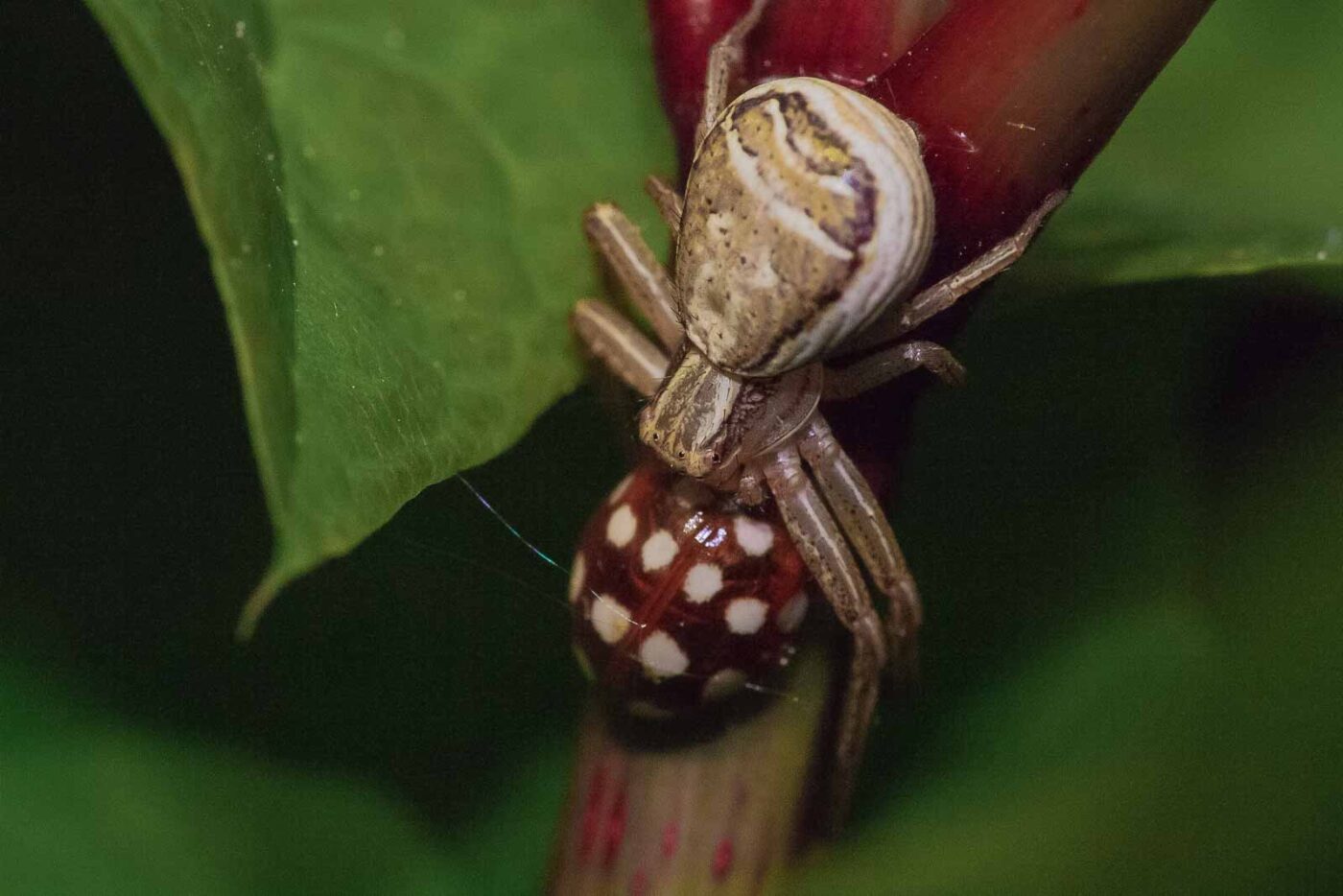 2018-05-07 - NSG Blumenkamp Bochum