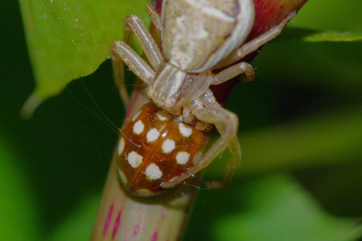 2018-05-07 - NSG Blumenkamp Bochum