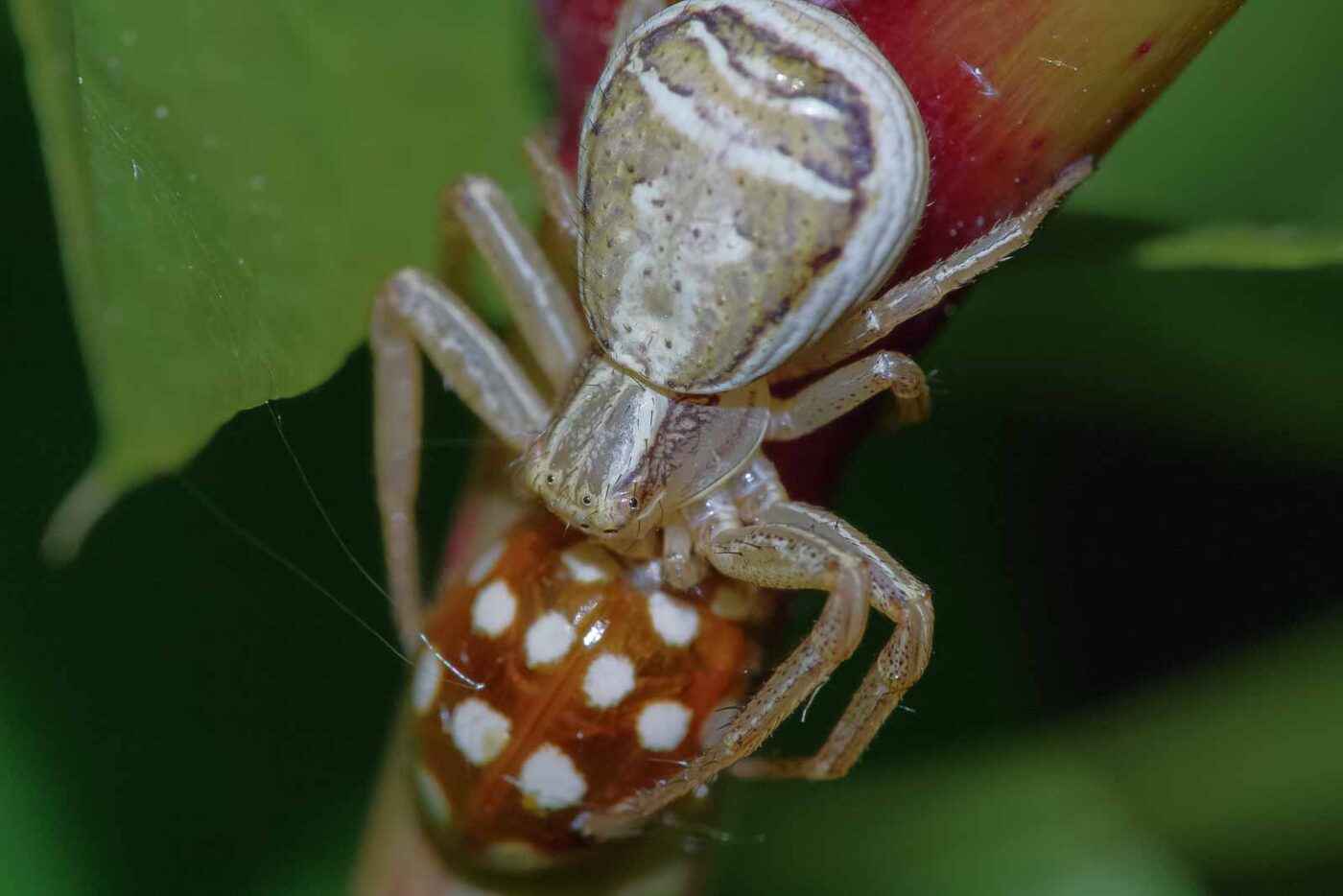 2018-05-07 - NSG Blumenkamp Bochum