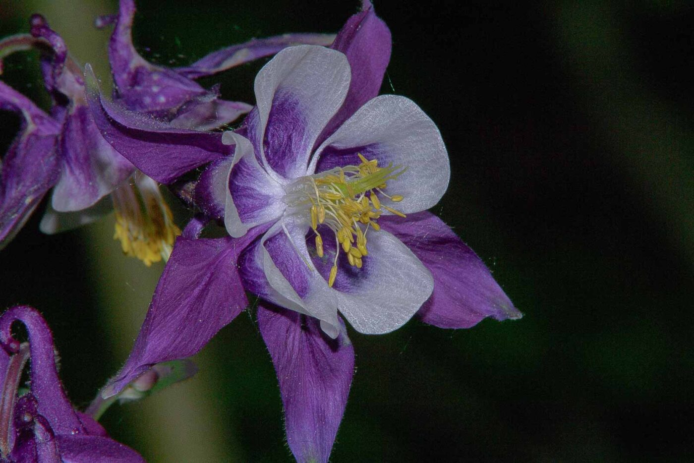 2018-05-08 - NSG Storchengraben Herne