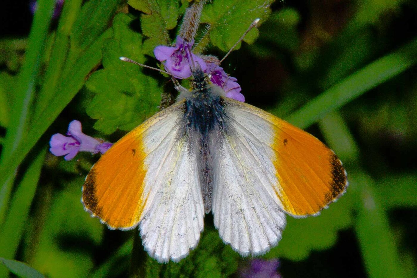 2018-05-08 - NSG Storchengraben Herne