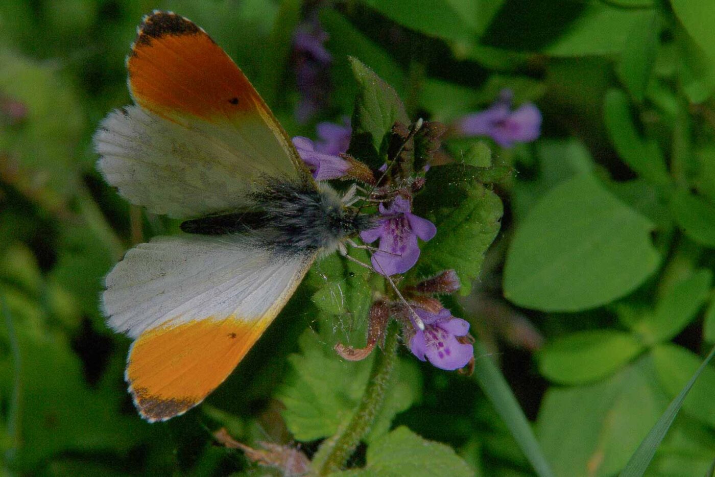 2018-05-08 - NSG Storchengraben Herne