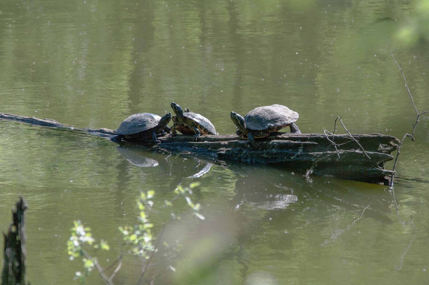 2018-05-08 - NSG Storchengraben Herne