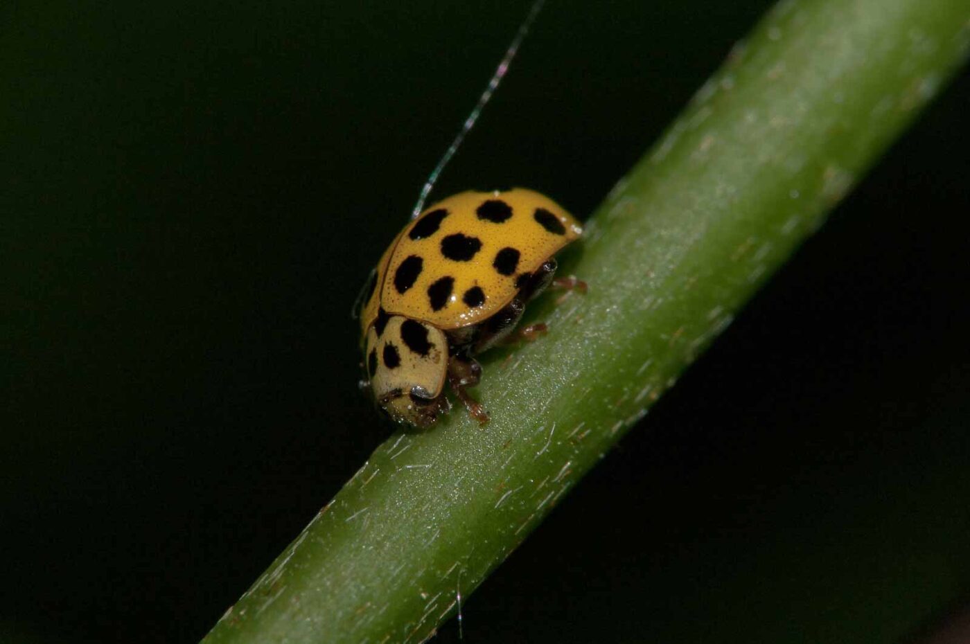 2018-05-08 - NSG Storchengraben Herne