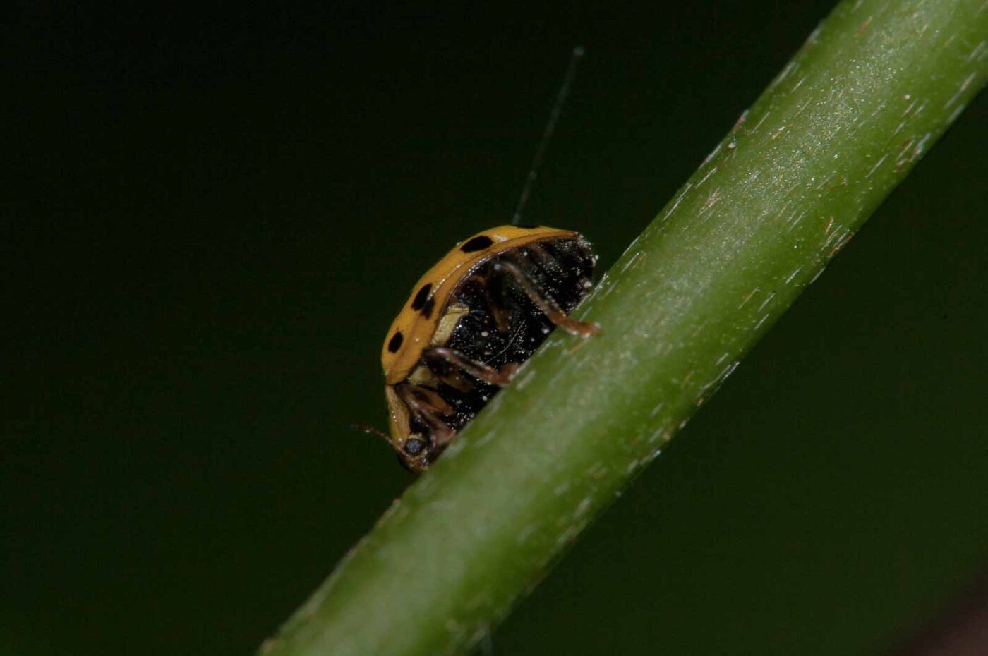 2018-05-08 - NSG Storchengraben Herne