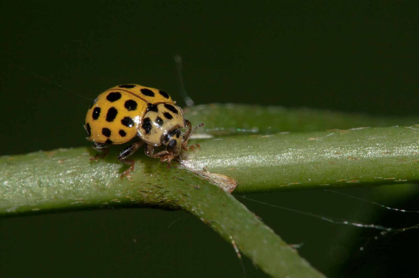 2018-05-08 - NSG Storchengraben Herne