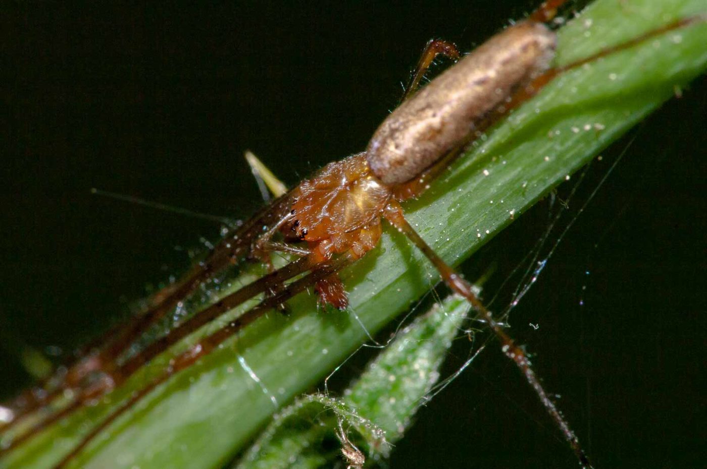 2018-05-08 - NSG Storchengraben Herne