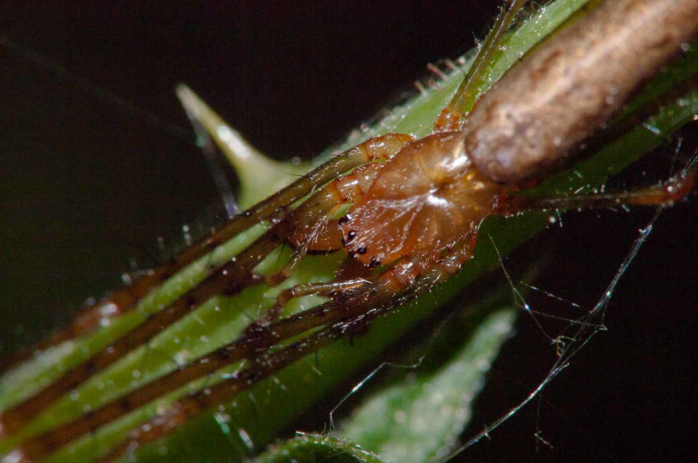 2018-05-08 - NSG Storchengraben Herne