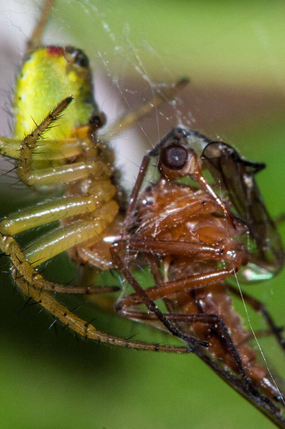 2018-05-08 - NSG Storchengraben Herne