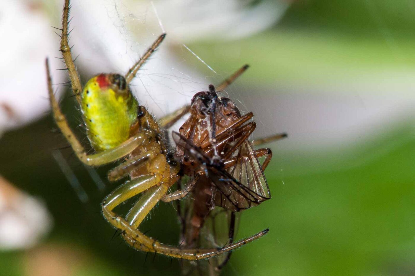 2018-05-08 - NSG Storchengraben Herne