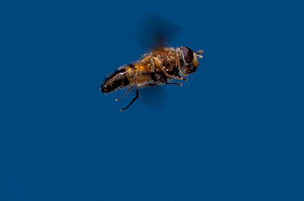 2018-05-08 - NSG Storchengraben Herne