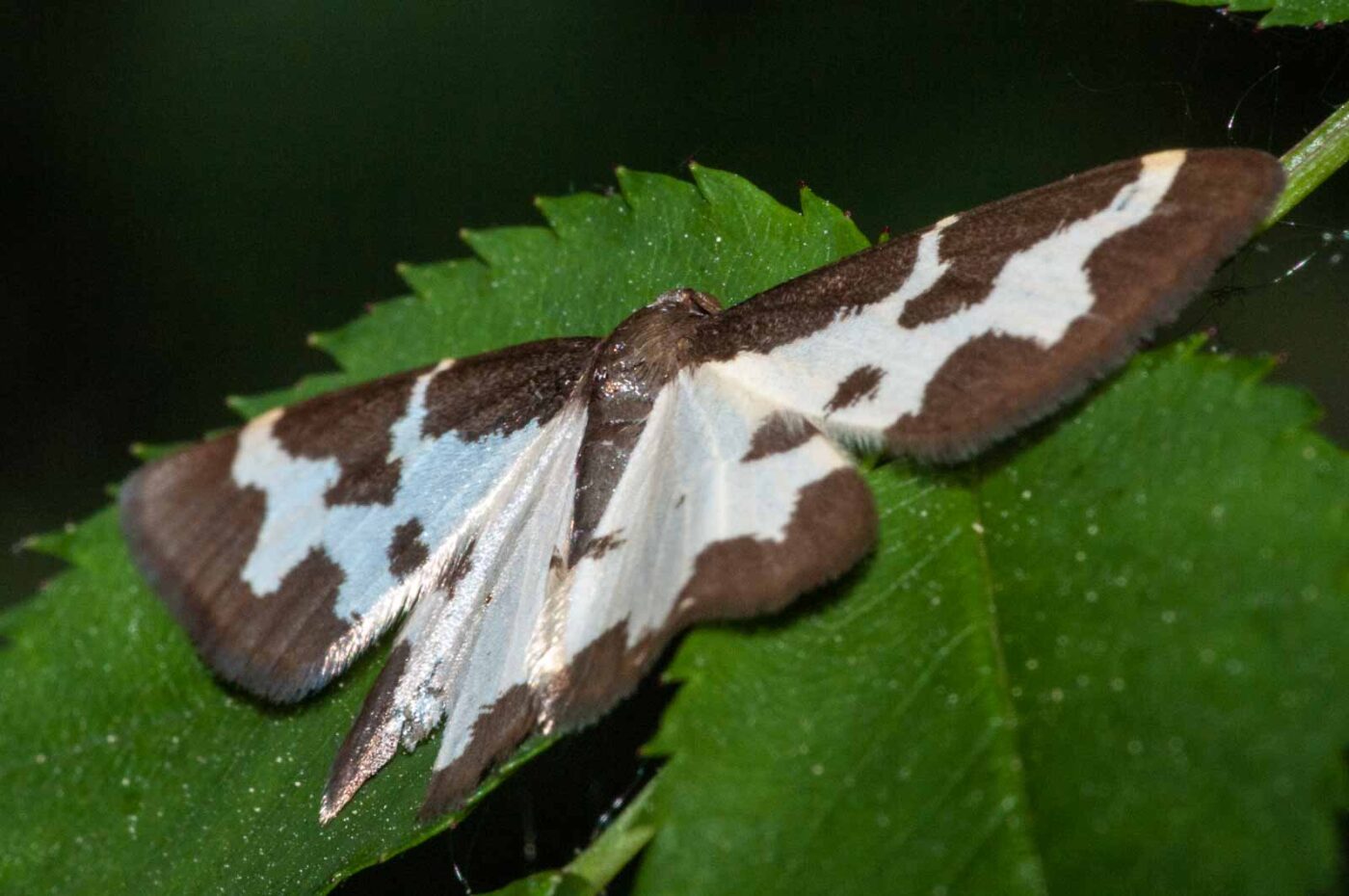 2018-05-08 - NSG Storchengraben Herne