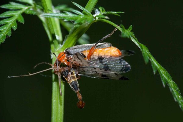 2018-05-15 - NSG Brinksknapp Recklinghausen