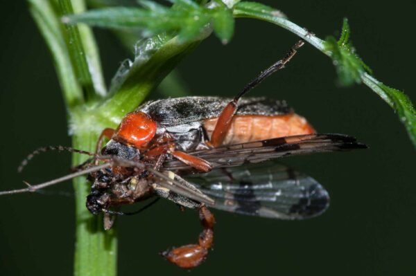 2018-05-15 - NSG Brinksknapp Recklinghausen