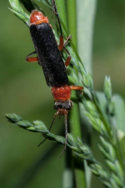 2018-05-15 - NSG Brinksknapp Recklinghausen