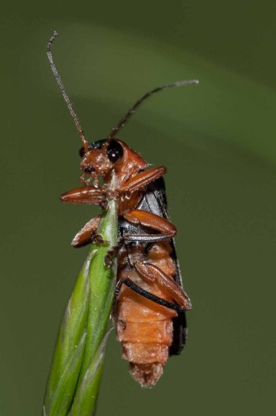 2018-05-15 - NSG Brinksknapp Recklinghausen