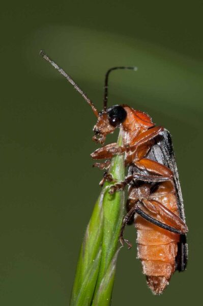 2018-05-15 - NSG Brinksknapp Recklinghausen