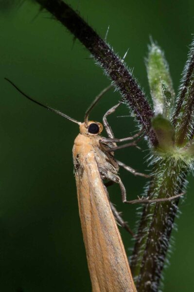 2018-05-15 - NSG Brinksknapp Recklinghausen