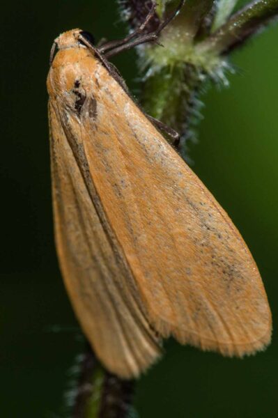 2018-05-15 - NSG Brinksknapp Recklinghausen