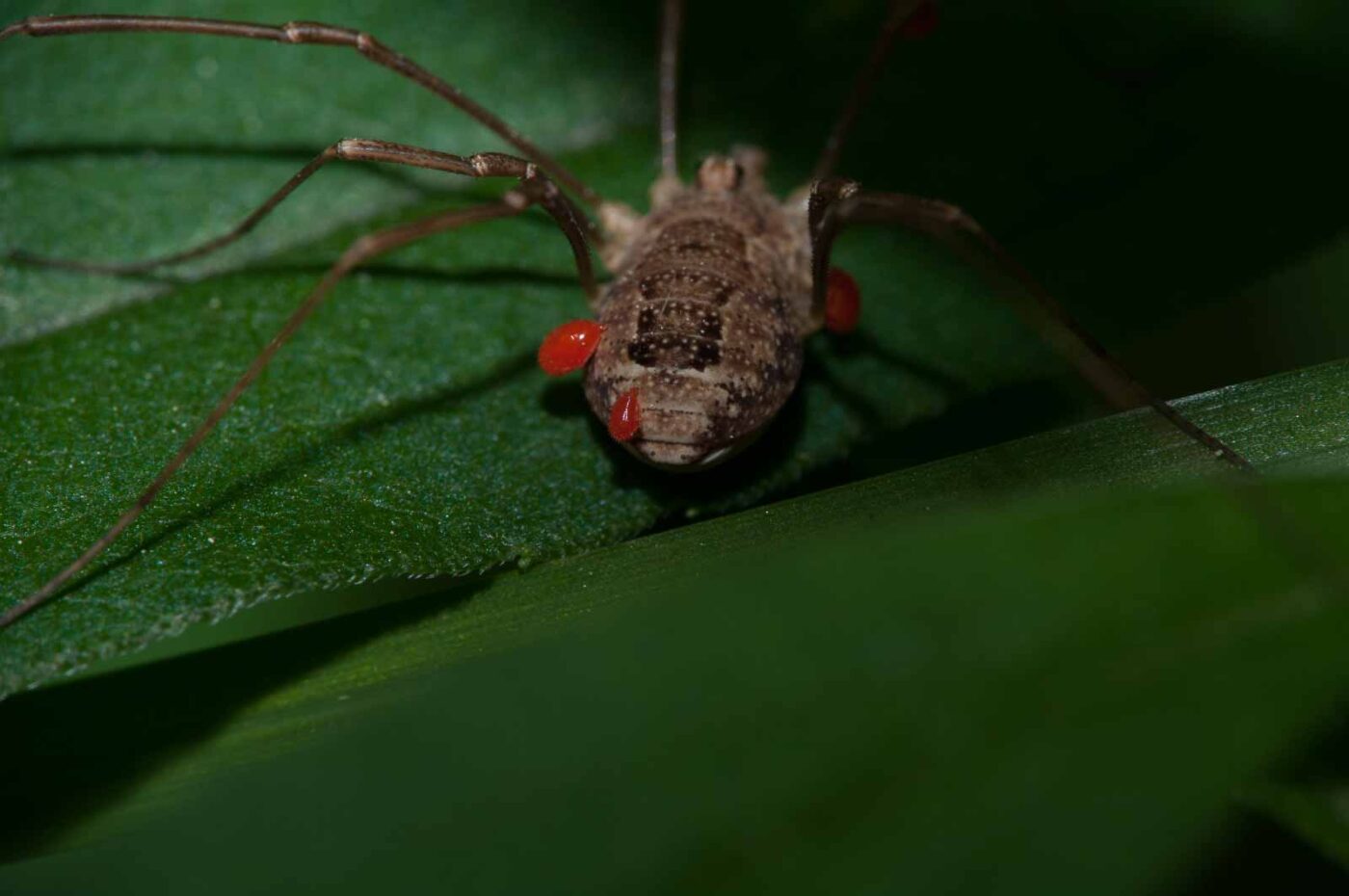 2018-05-15 - NSG Brinksknapp Recklinghausen