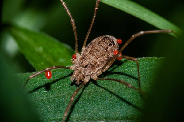 2018-05-15 - NSG Brinksknapp Recklinghausen