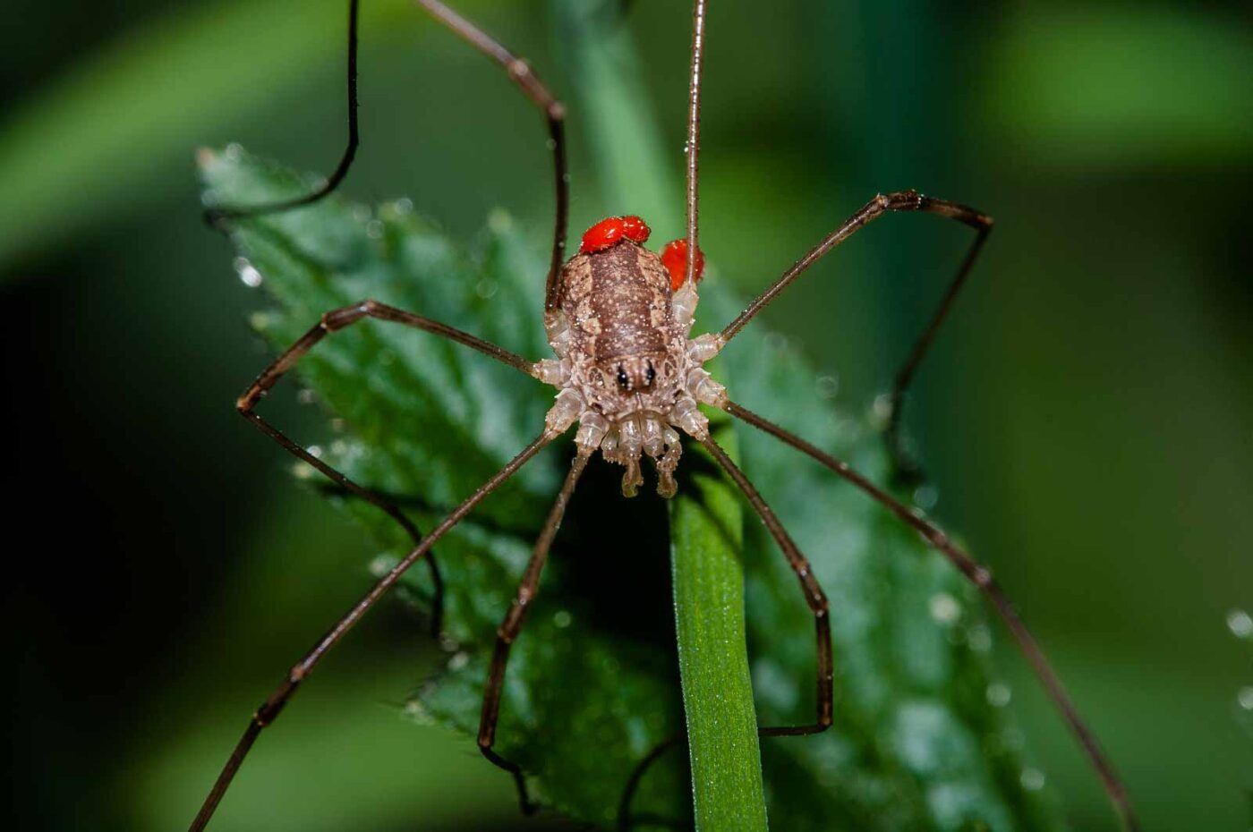 2018-05-15 - NSG Brinksknapp Recklinghausen