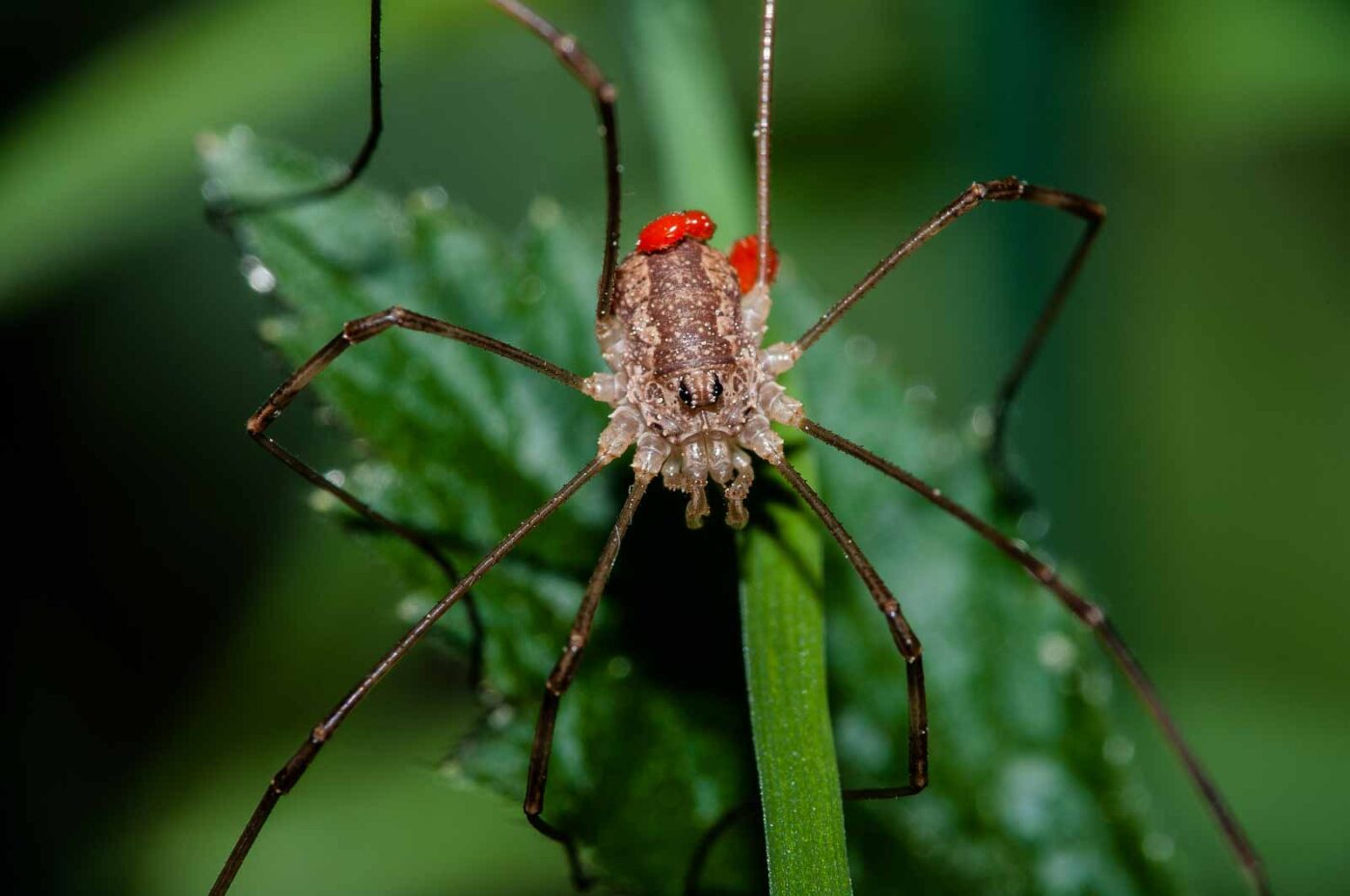 2018-05-15 - NSG Brinksknapp Recklinghausen