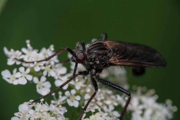 2018-05-15 - NSG Brinksknapp Recklinghausen