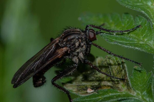 2018-05-15 - NSG Brinksknapp Recklinghausen