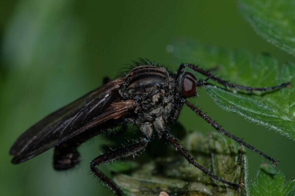 2018-05-15 - NSG Brinksknapp Recklinghausen