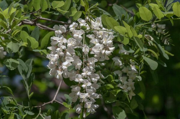 2018-05-15 - NSG Brinksknapp Recklinghausen