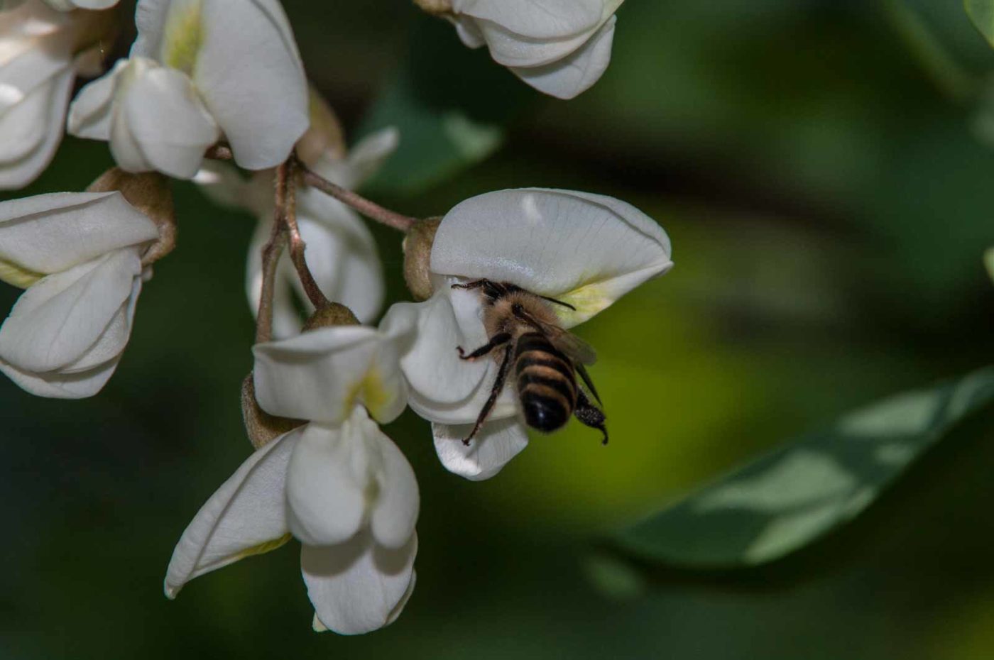 2018-05-15 - NSG Brinksknapp Recklinghausen
