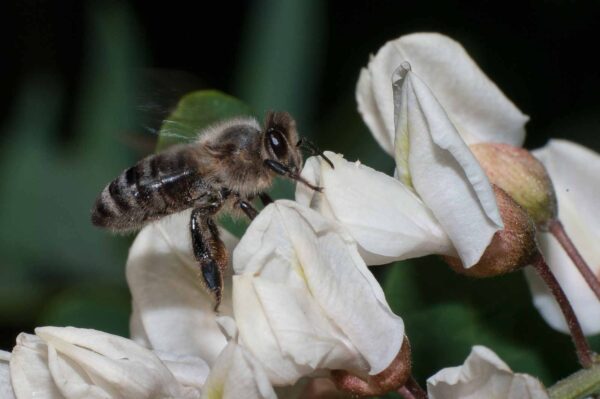 2018-05-15 - NSG Brinksknapp Recklinghausen
