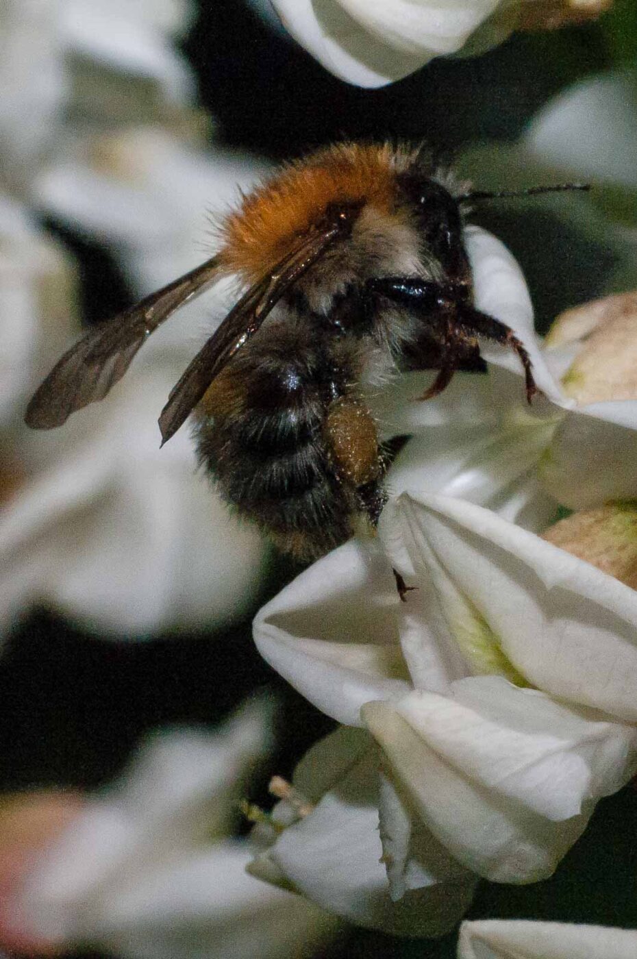 2018-05-15 - NSG Brinksknapp Recklinghausen