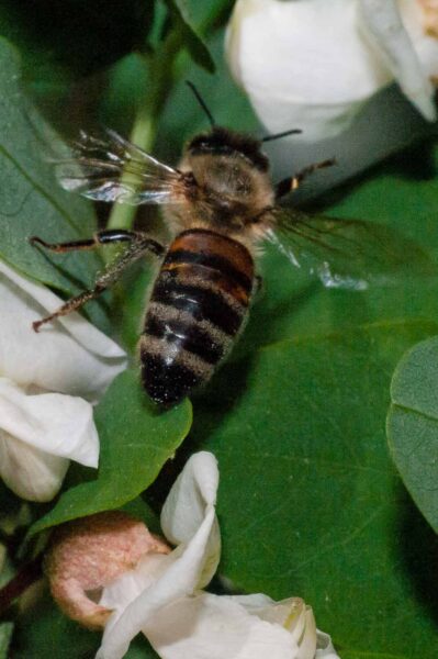 2018-05-15 - NSG Brinksknapp Recklinghausen