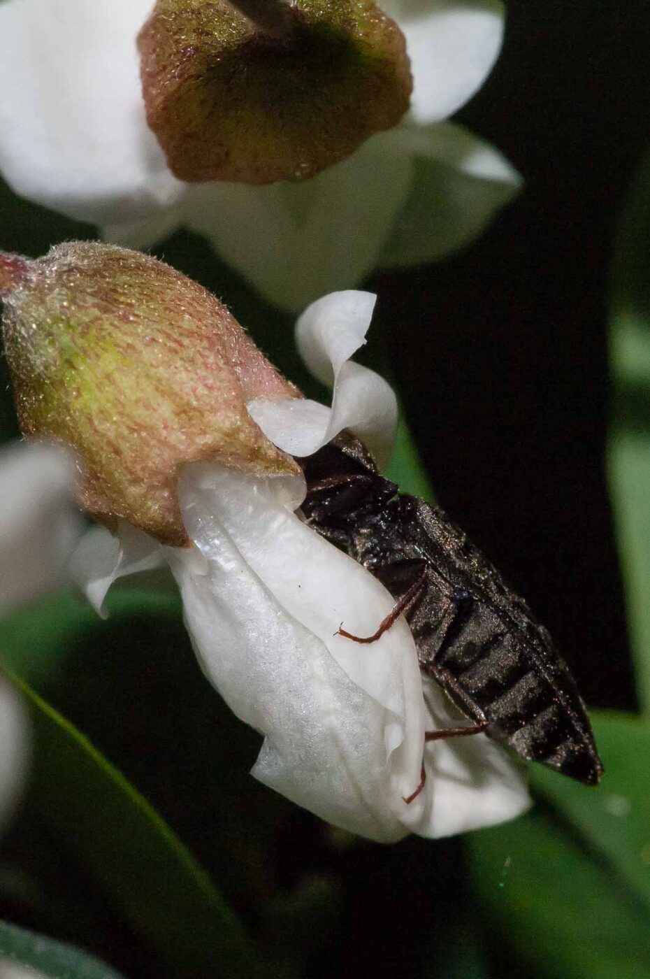 2018-05-15 - NSG Brinksknapp Recklinghausen