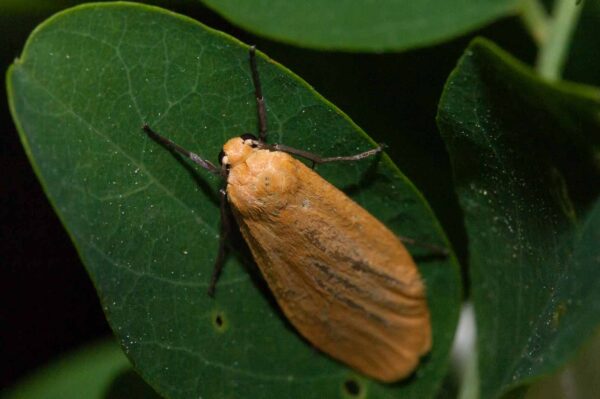 2018-05-15 - NSG Brinksknapp Recklinghausen