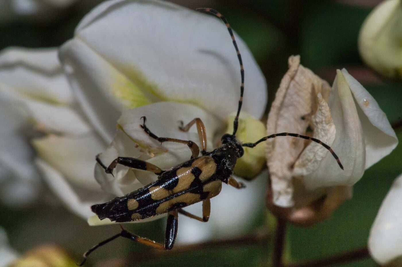 2018-05-15 - NSG Brinksknapp Recklinghausen