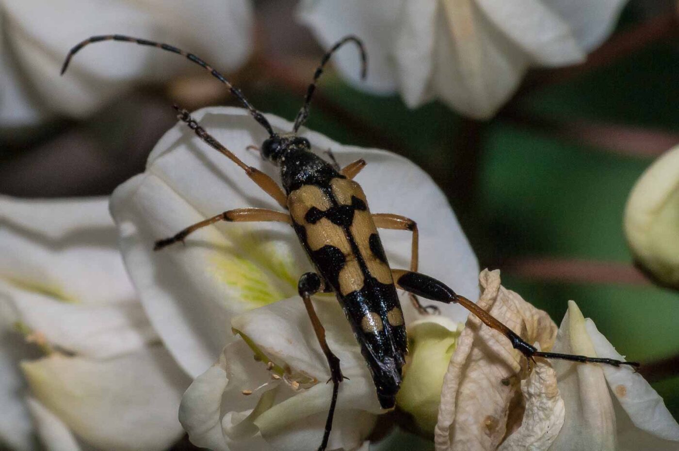 2018-05-15 - NSG Brinksknapp Recklinghausen