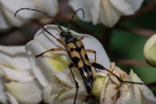 2018-05-15 - NSG Brinksknapp Recklinghausen